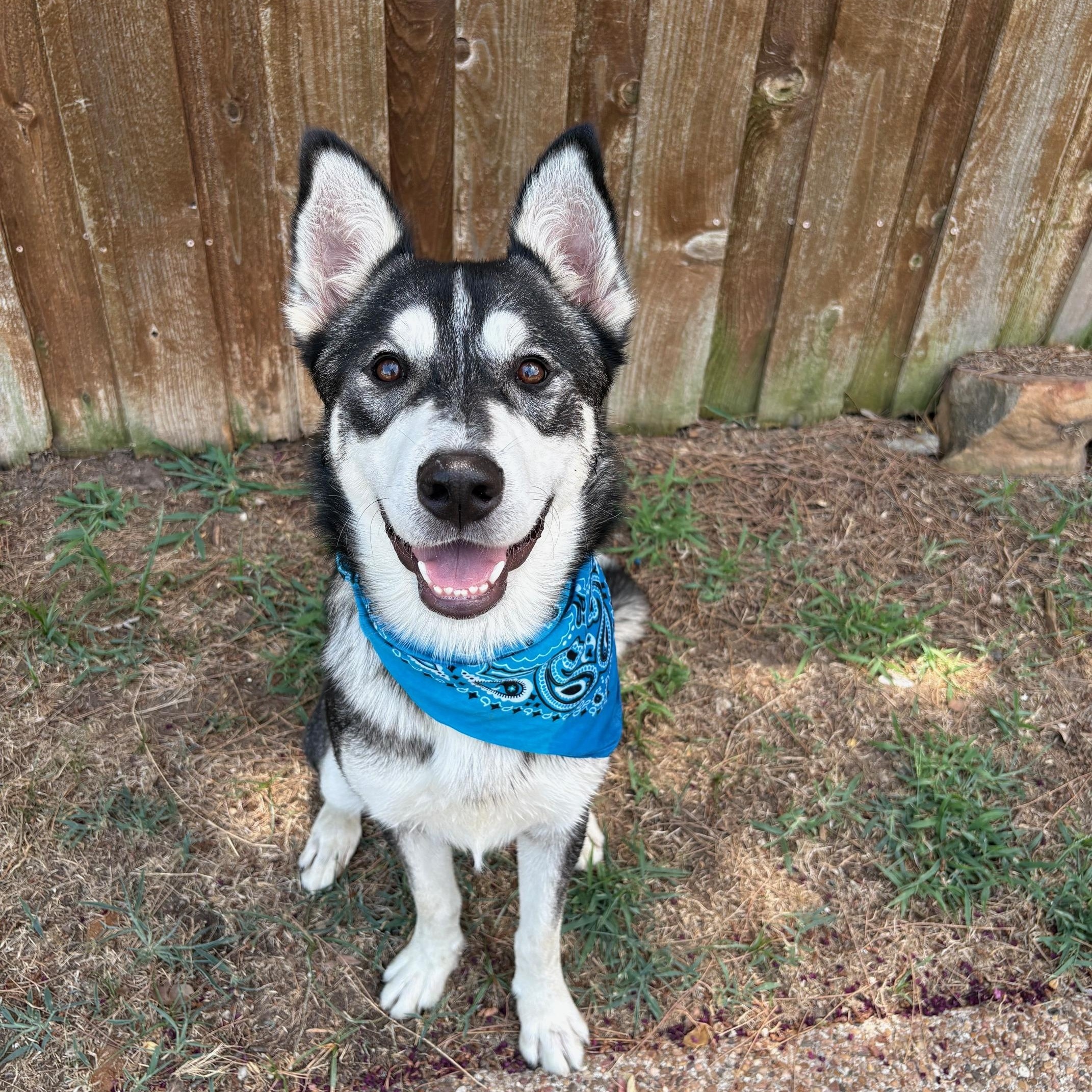 Enlarge Percy, a ADOPTABLE Husky in Rocky Point, NY image 3/4