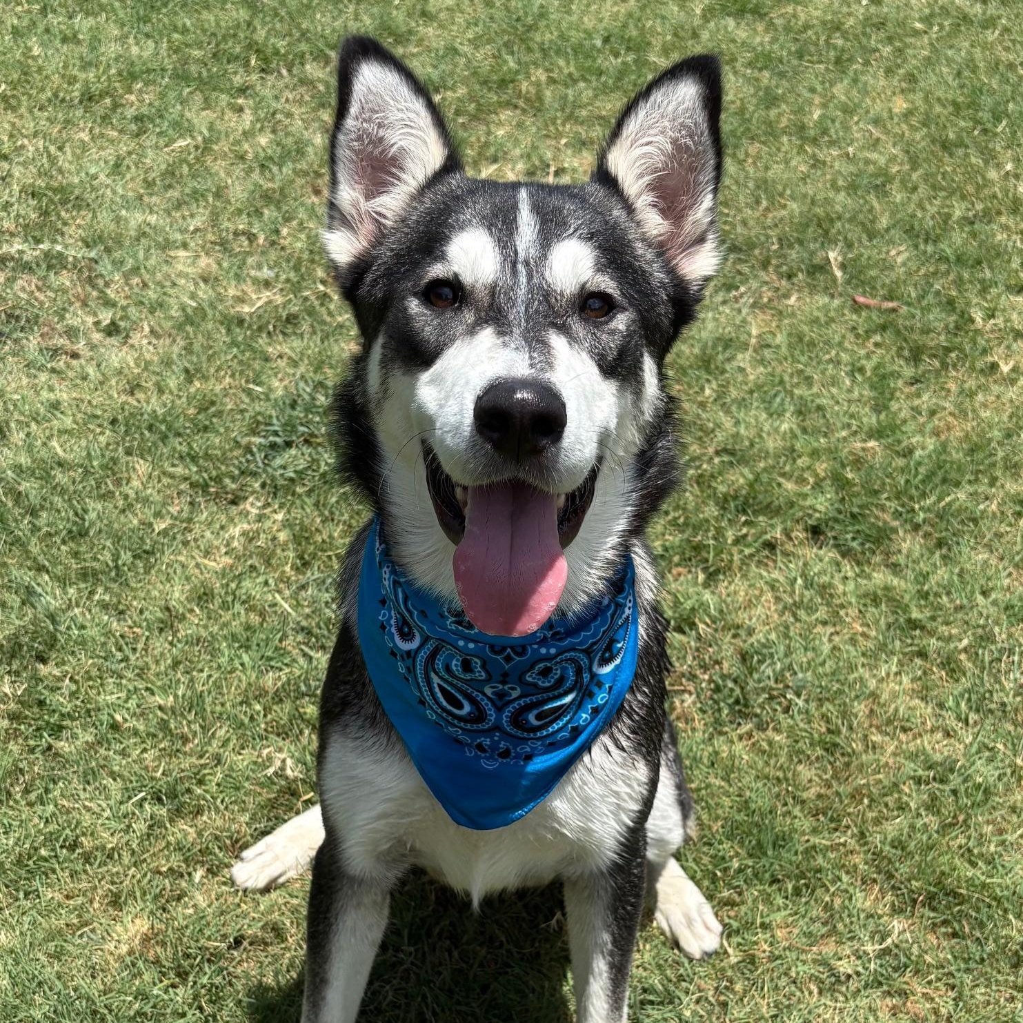 Percy, ADOPTABLE, Young Male Husky.