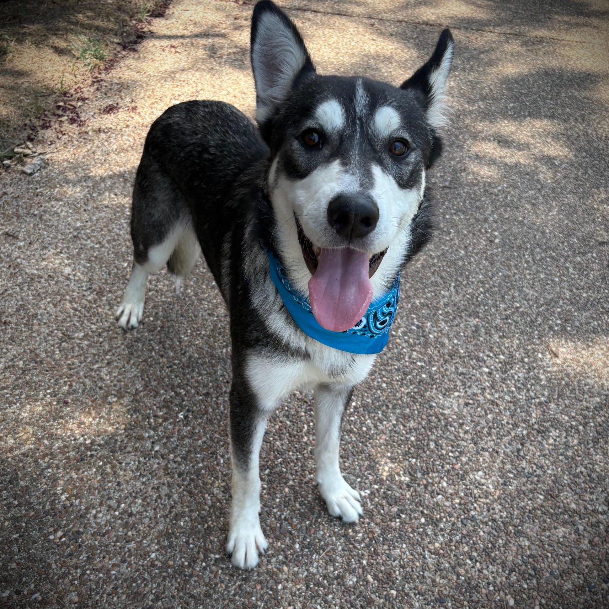 Enlarge Percy, a ADOPTABLE Husky in Rocky Point, NY image 4/4