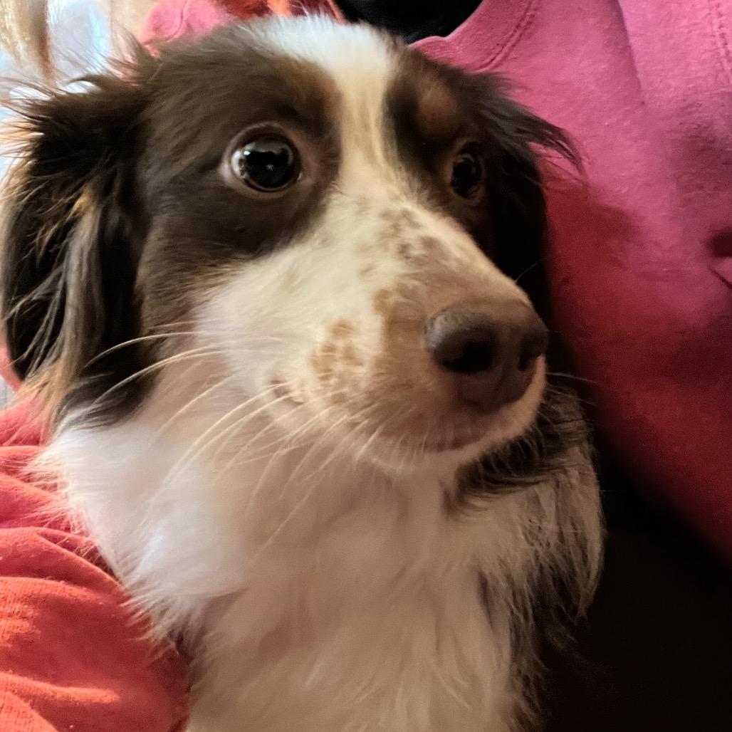 Enlarge Capp, a Adoptable Australian Shepherd in Ada, MN image 2/3