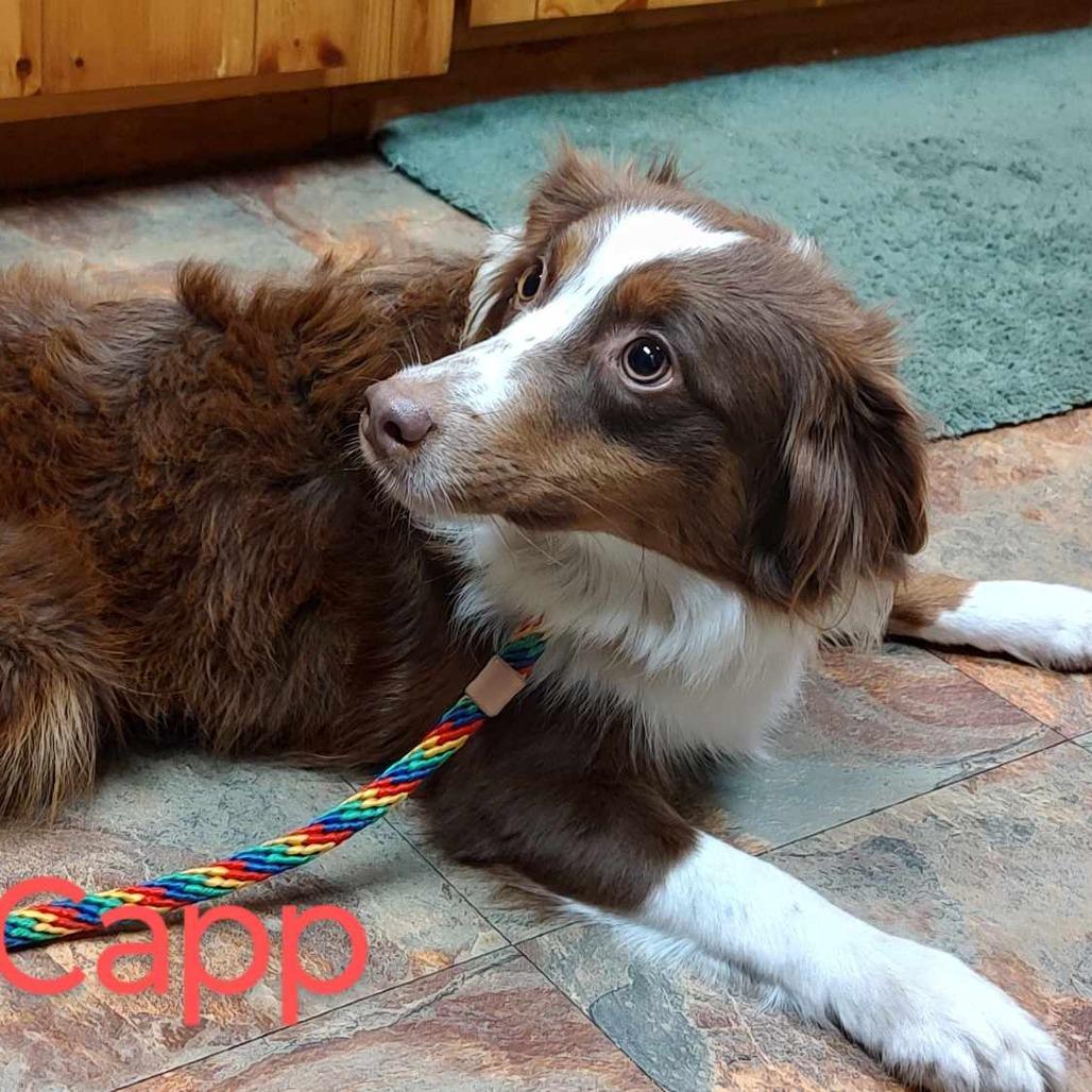 Enlarge Capp, a Adoptable Australian Shepherd in Ada, MN image 3/3