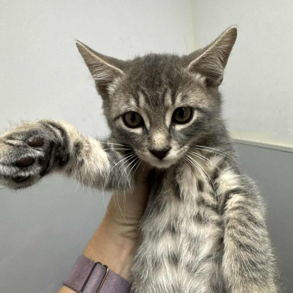 Raffi- soulful eyes and a soft heart