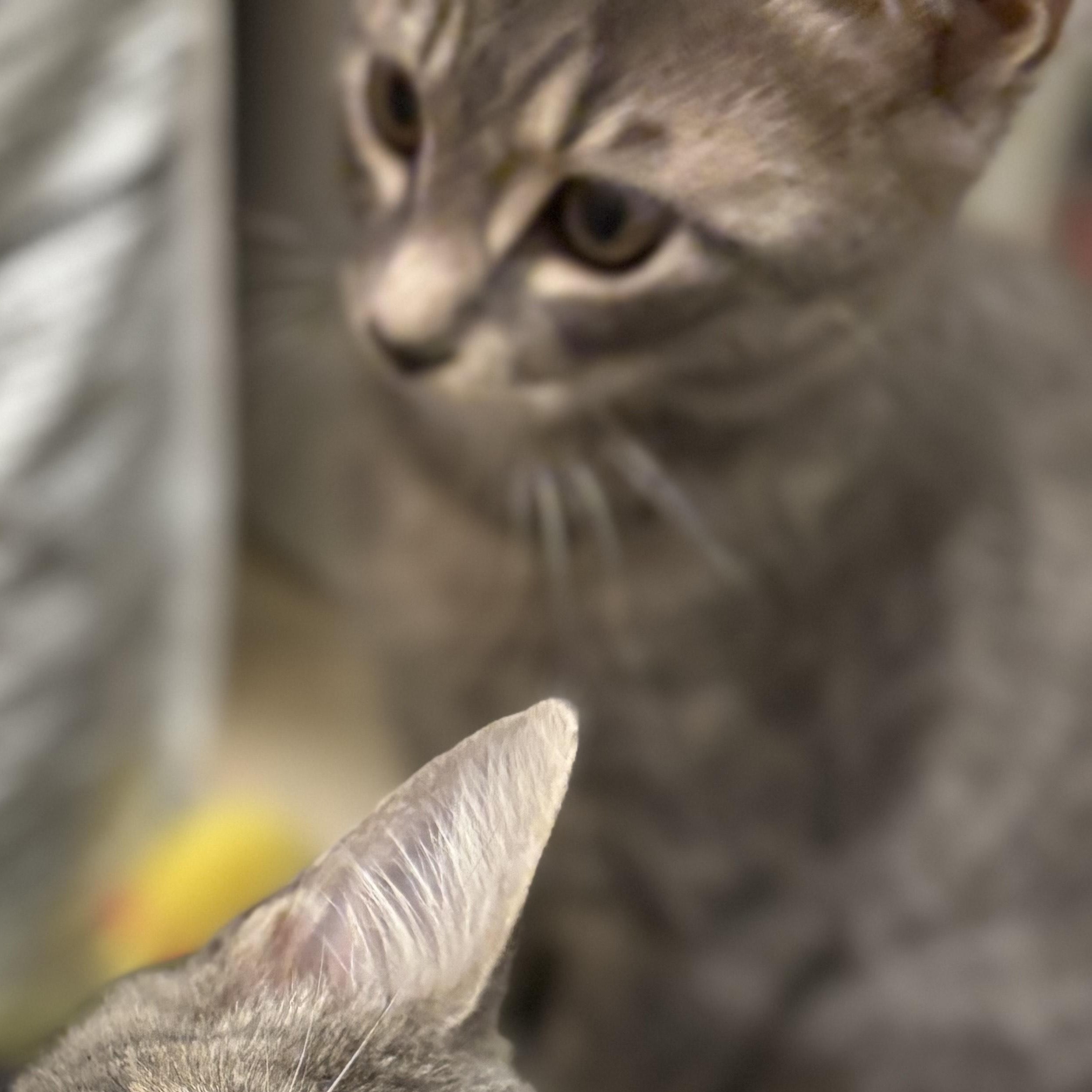 Raffi- soulful eyes and a soft heart