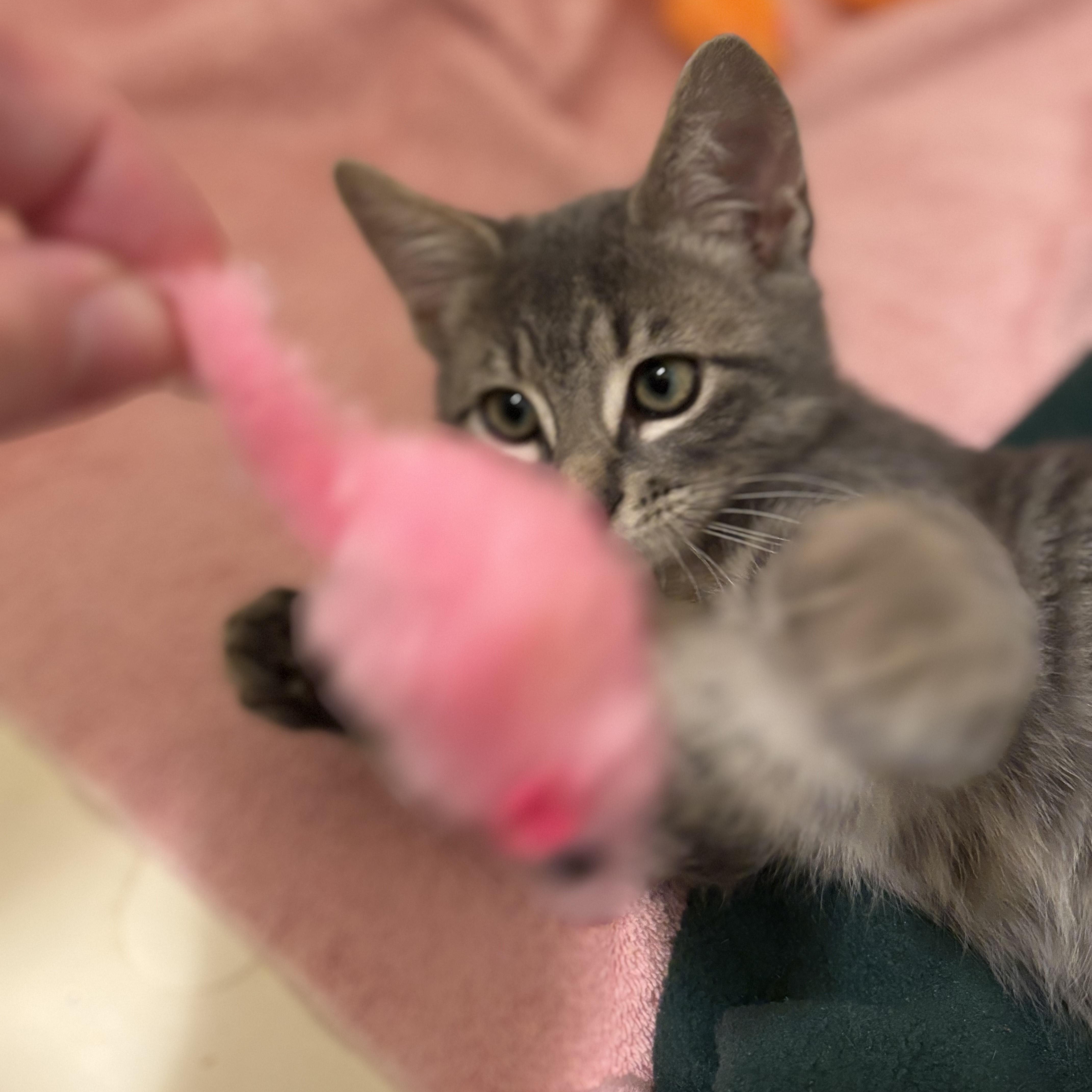 Raffi- soulful eyes and a soft heart