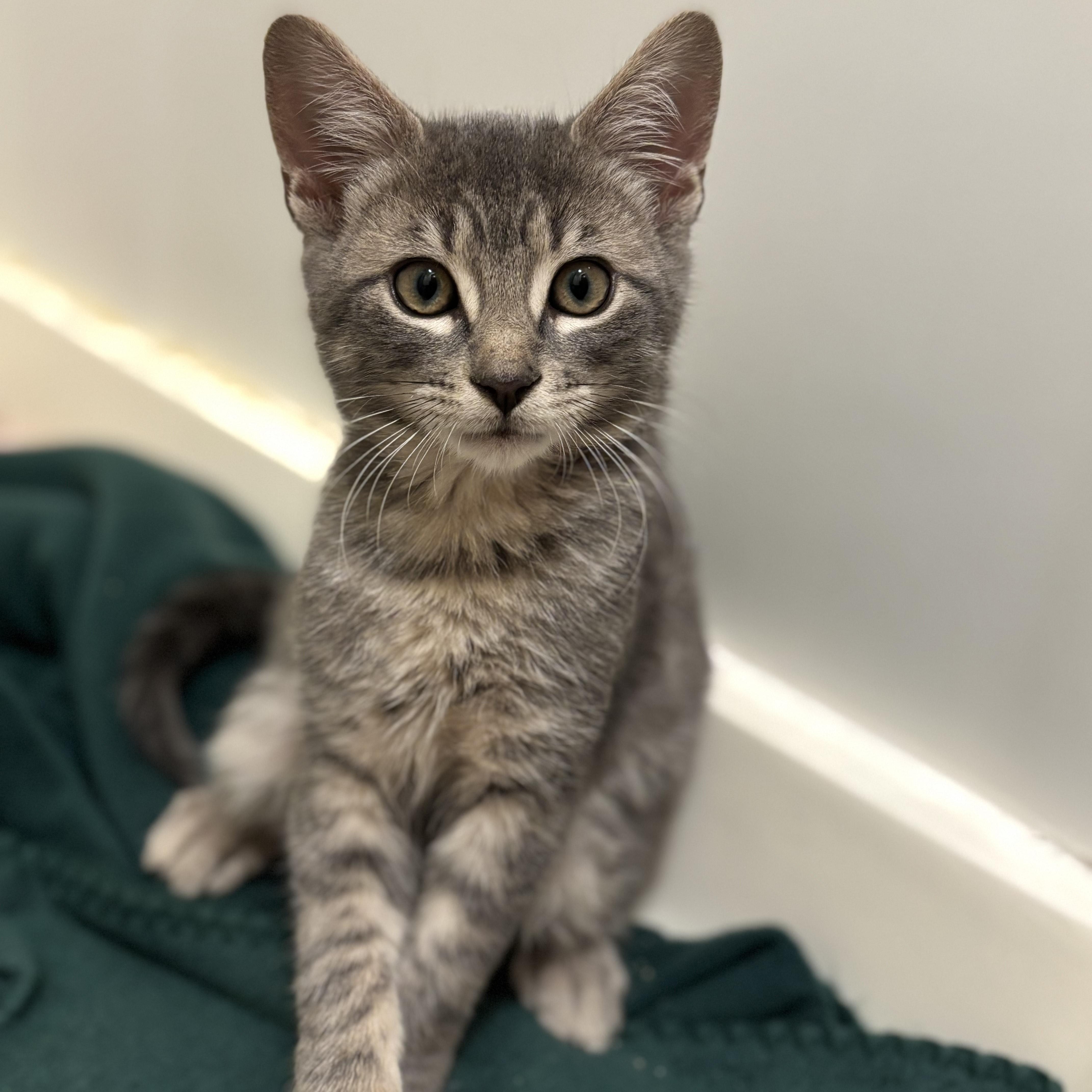 Raffi- soulful eyes and a soft heart