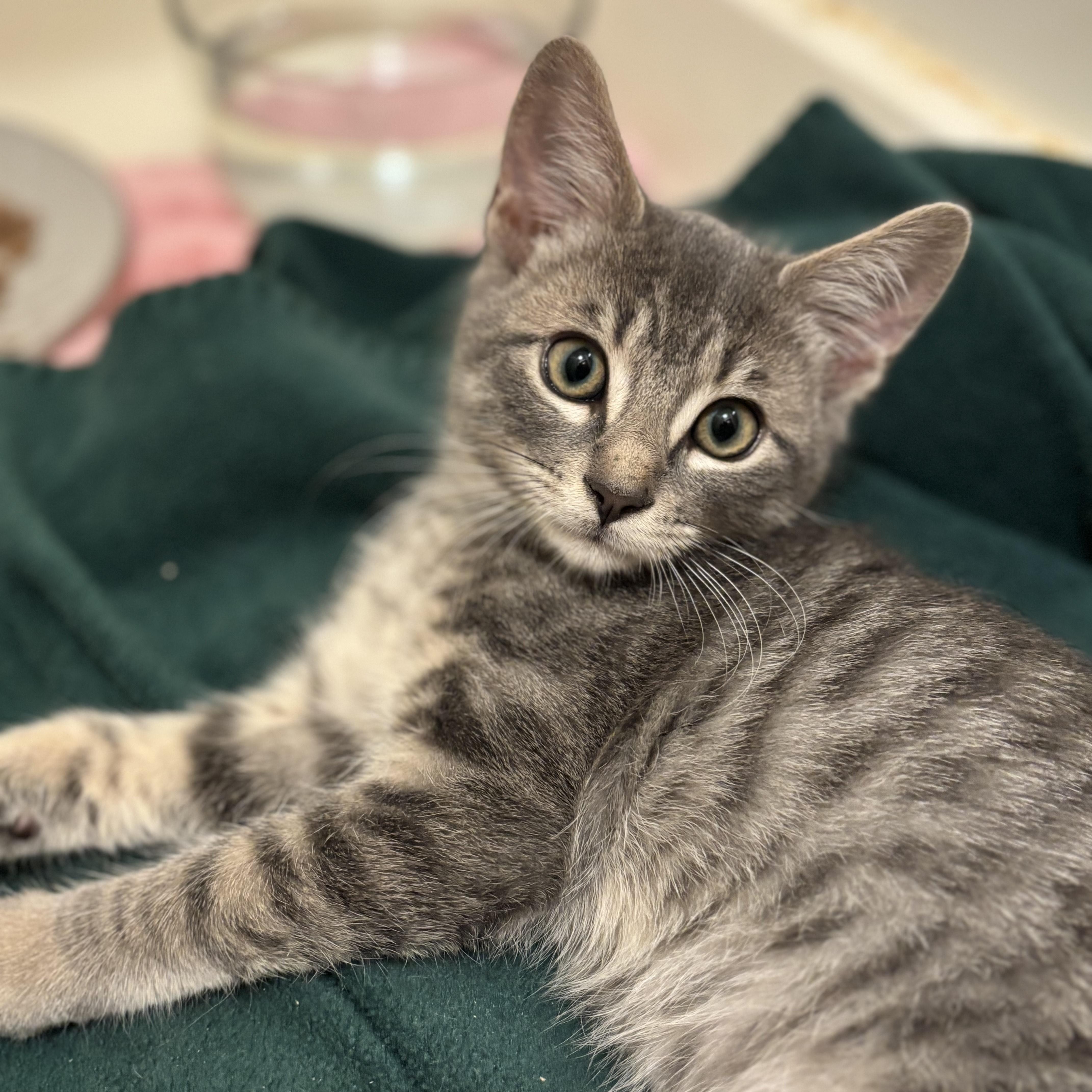 Raffi- soulful eyes and a soft heart