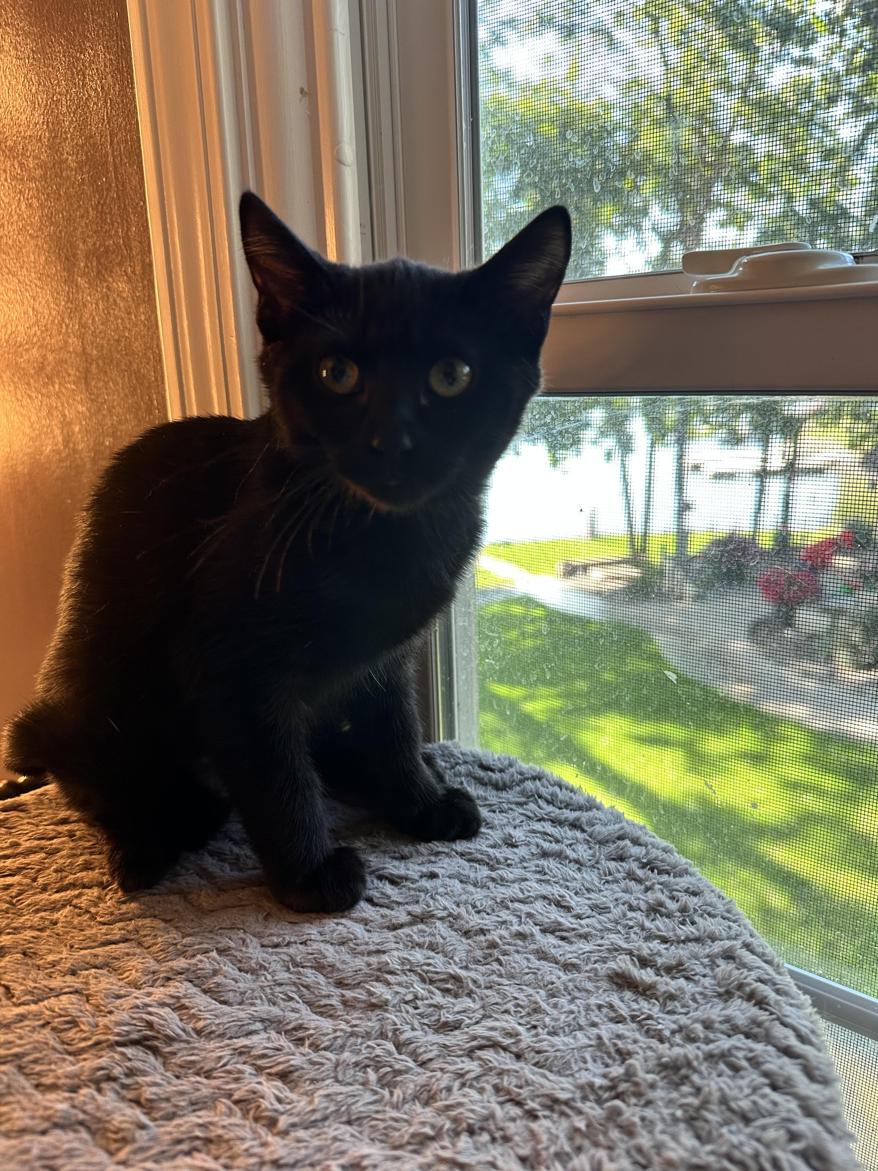 Enlarge Dahlia, a Adoptable Domestic Short Hair in Unionville, MO image 4/5