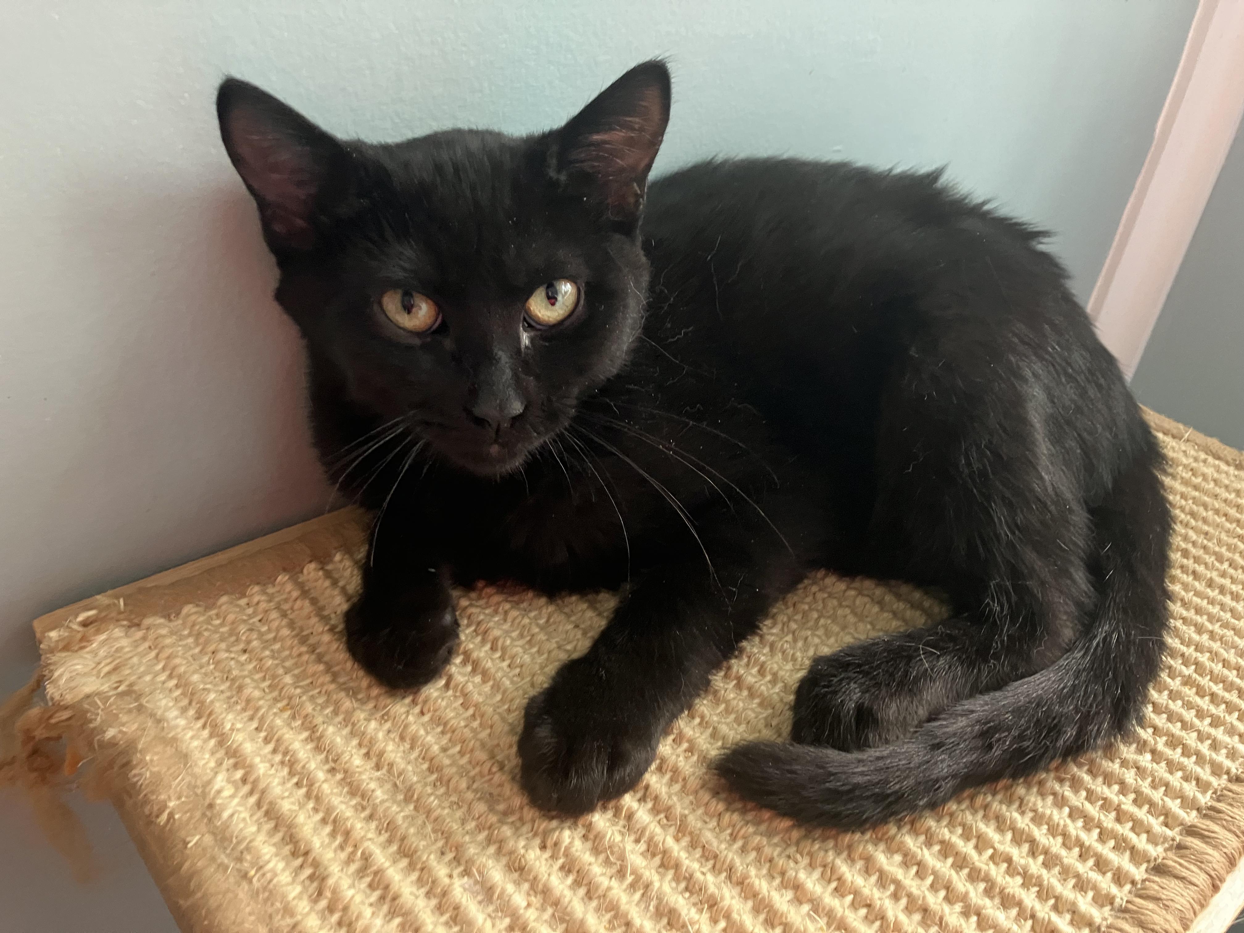 Enlarge Dahlia, a Adoptable Domestic Short Hair in Unionville, MO image 5/5