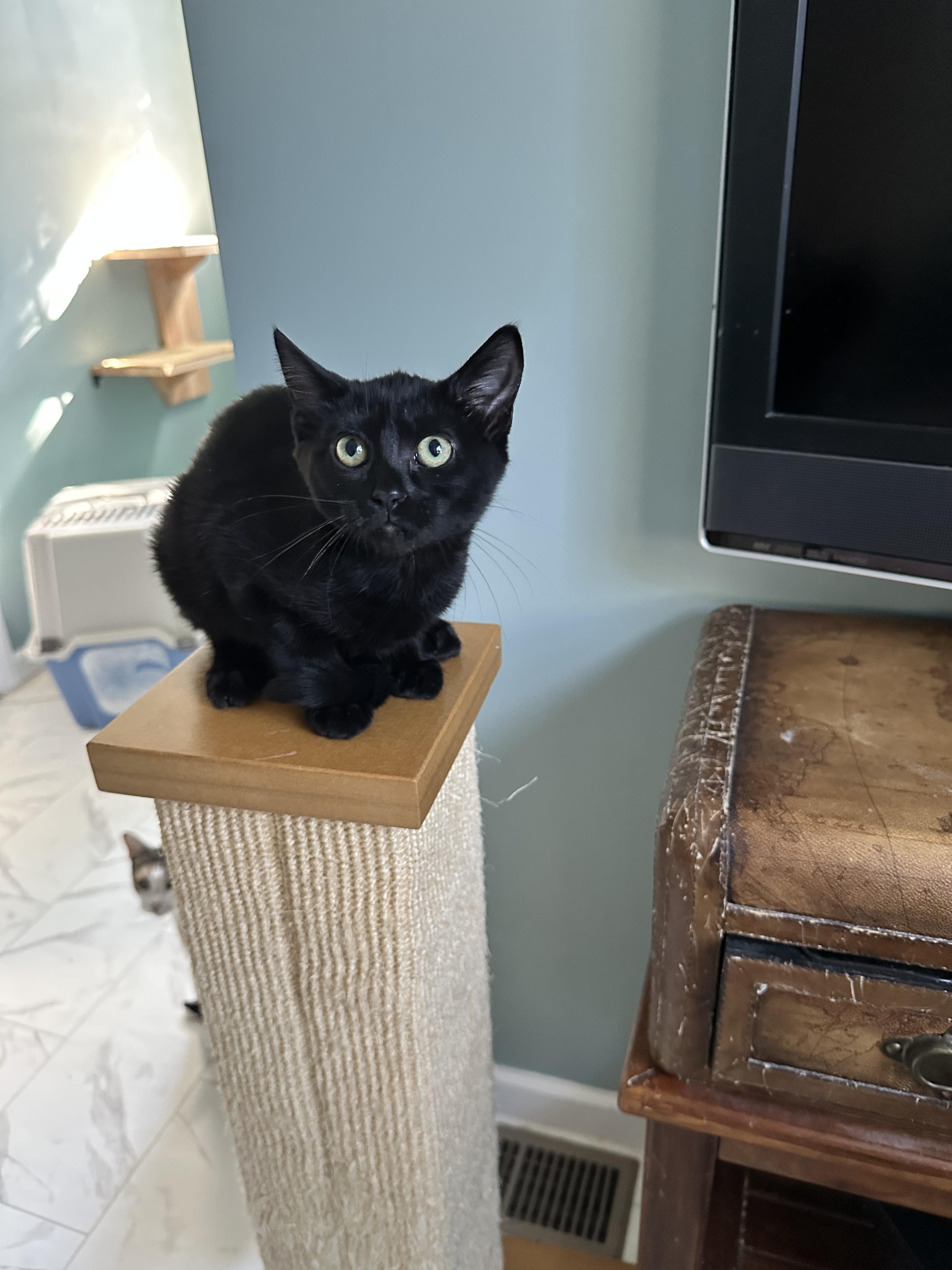Enlarge Dahlia, a Adoptable Domestic Short Hair in Unionville, MO image 3/5