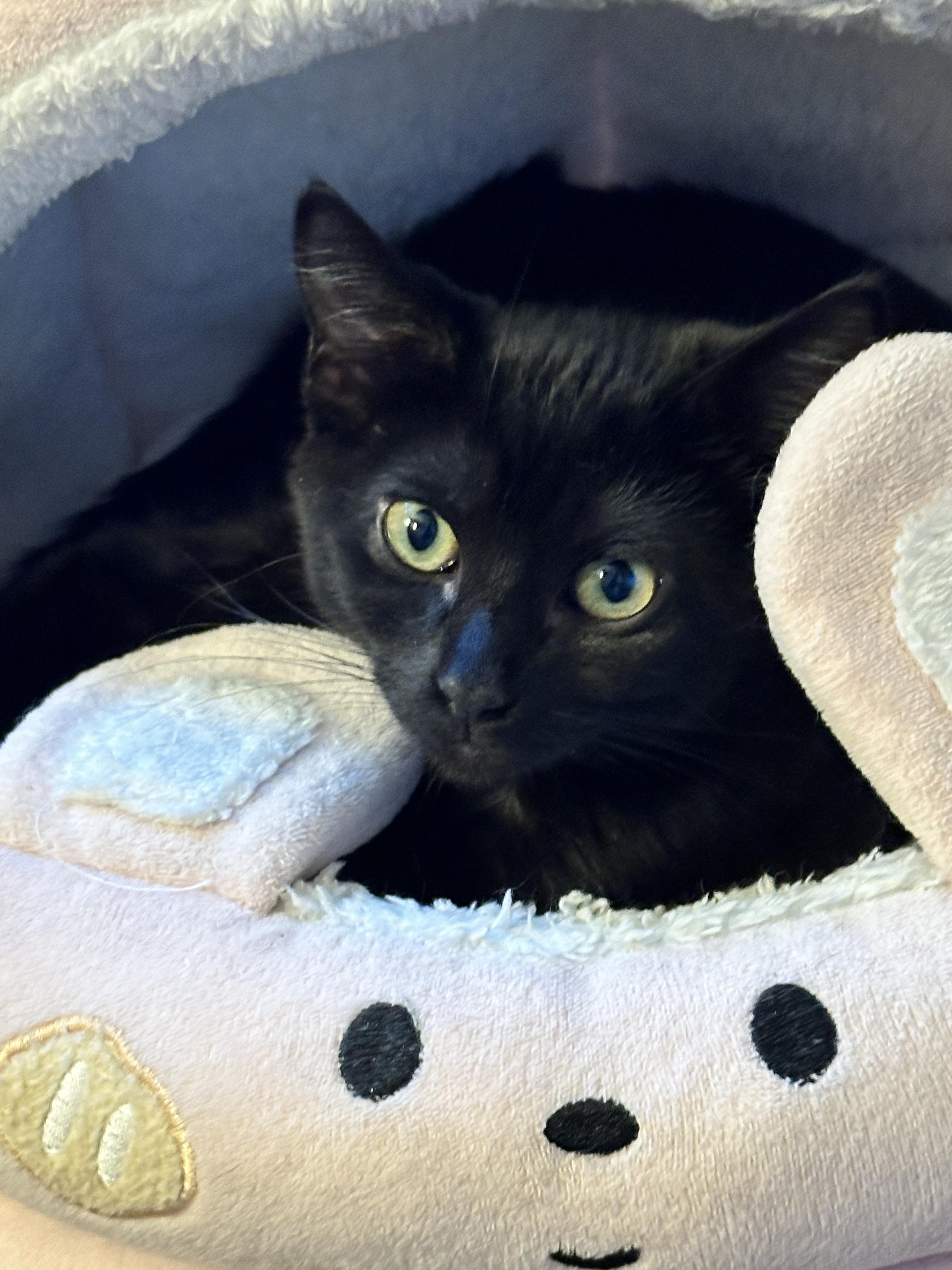 Dahlia, Adoptable, Kitten Female Domestic Short Hair.