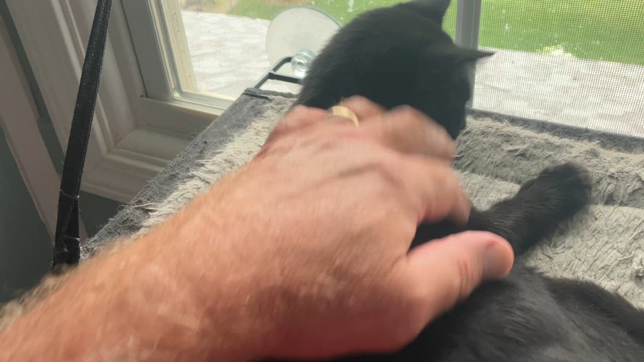 Enlarge Dahlia, a Adoptable Domestic Short Hair in Unionville, MO video 2/5