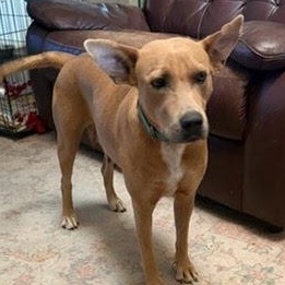 Julia Child, Adoptable, Adult Female Carolina Dog & Basenji.