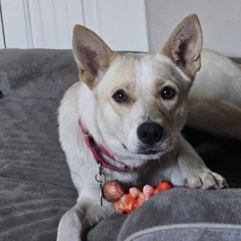 Enlarge Splenda, a Adoptable mixed breed in Fort Collins, CO image 1/6