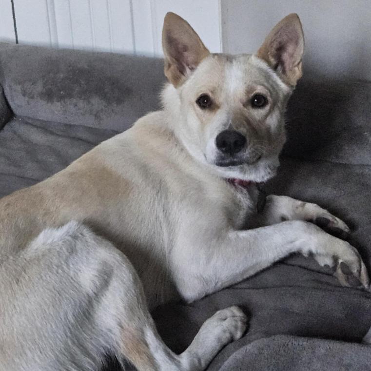 Enlarge Splenda, a Adoptable mixed breed in Fort Collins, CO image 2/6