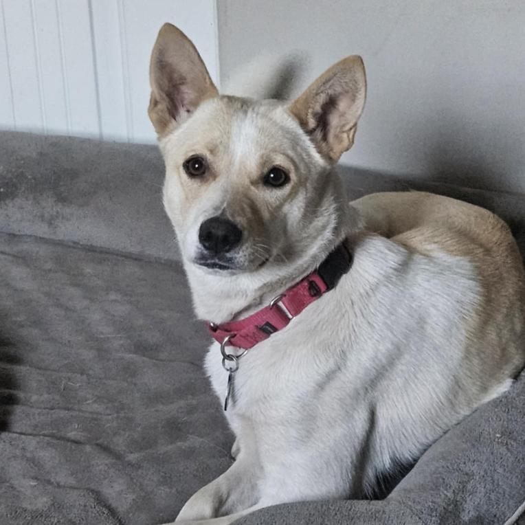 Enlarge Splenda, a Adoptable mixed breed in Fort Collins, CO image 3/6
