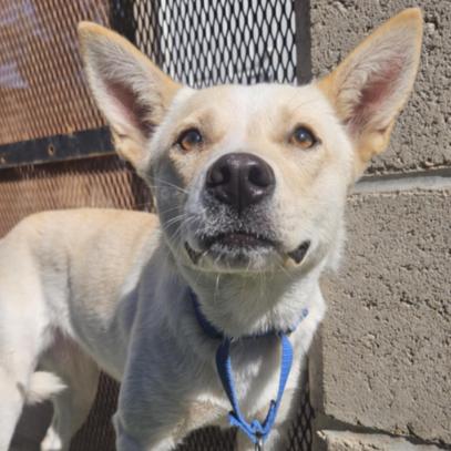 Enlarge Splenda, a Adoptable mixed breed in Fort Collins, CO image 4/6