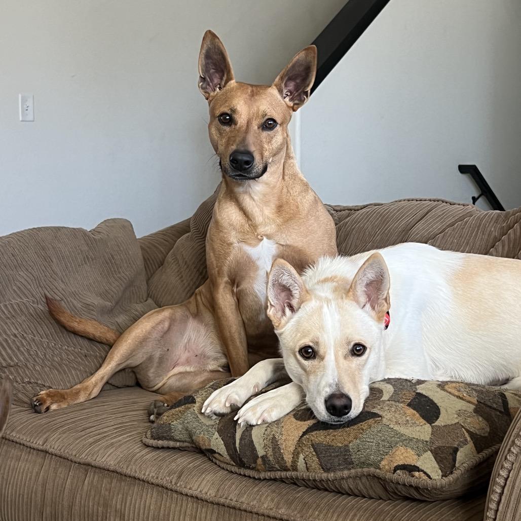 Enlarge Splenda, a Adoptable mixed breed in Fort Collins, CO image 5/6