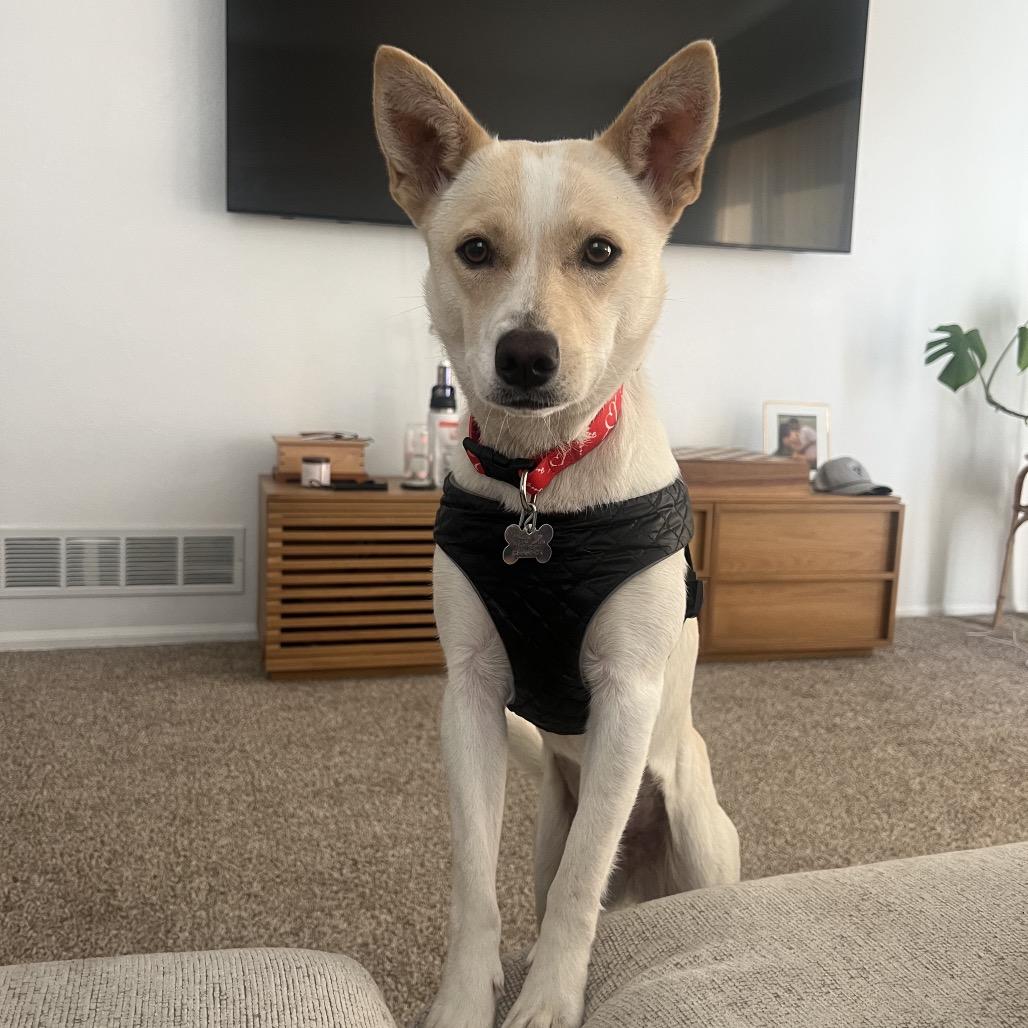 Enlarge Splenda, a Adoptable mixed breed in Fort Collins, CO image 6/6