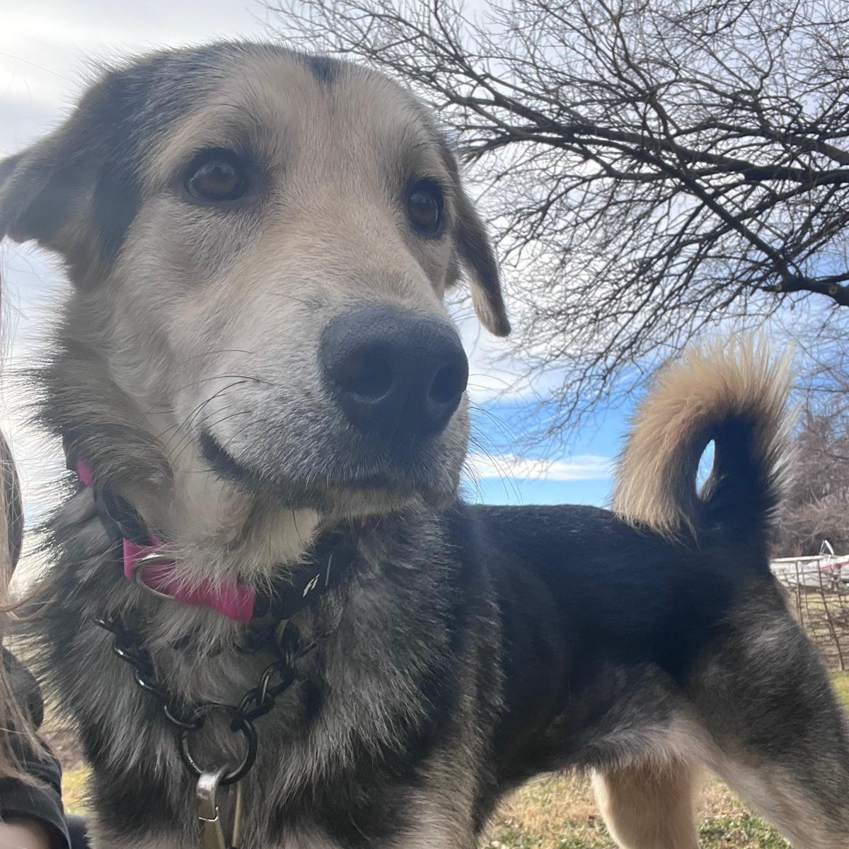 Noah, Adoptable, Adult Male Shepherd.