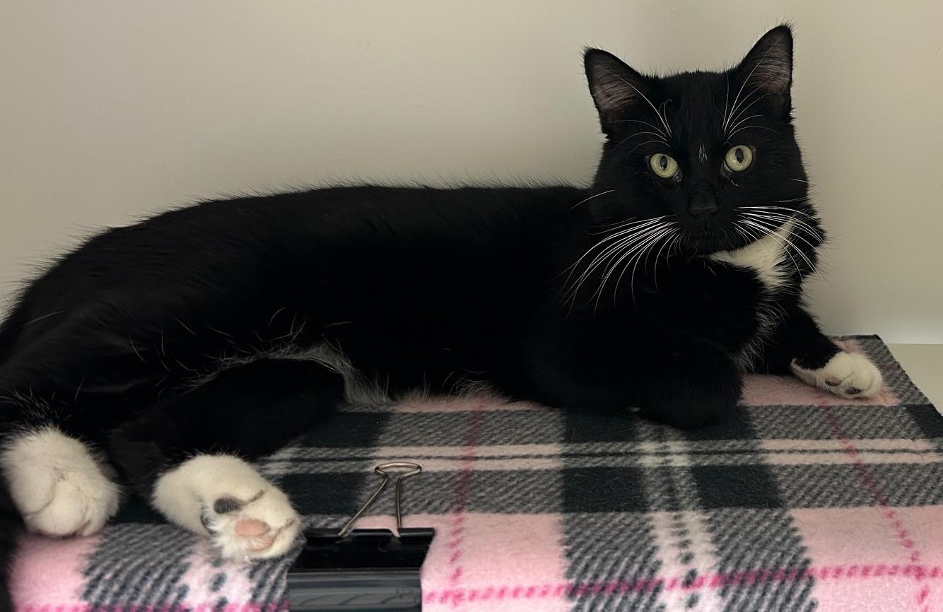 Cypress, a Adoptable Domestic Short Hair in Willmar, MN image 2/4
