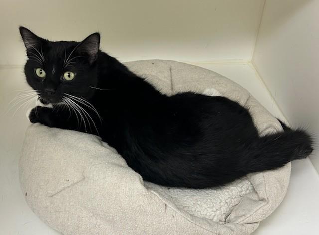Cypress, a Adoptable Domestic Short Hair in Willmar, MN image 4/4