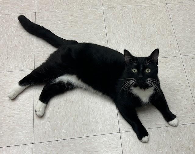 Cypress, a Adoptable Domestic Short Hair in Willmar, MN image 3/4