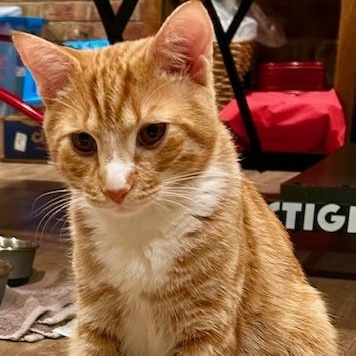 Enlarge Cheeto, a ADOPTABLE Domestic Short Hair in Johnson City, TN image 1/3