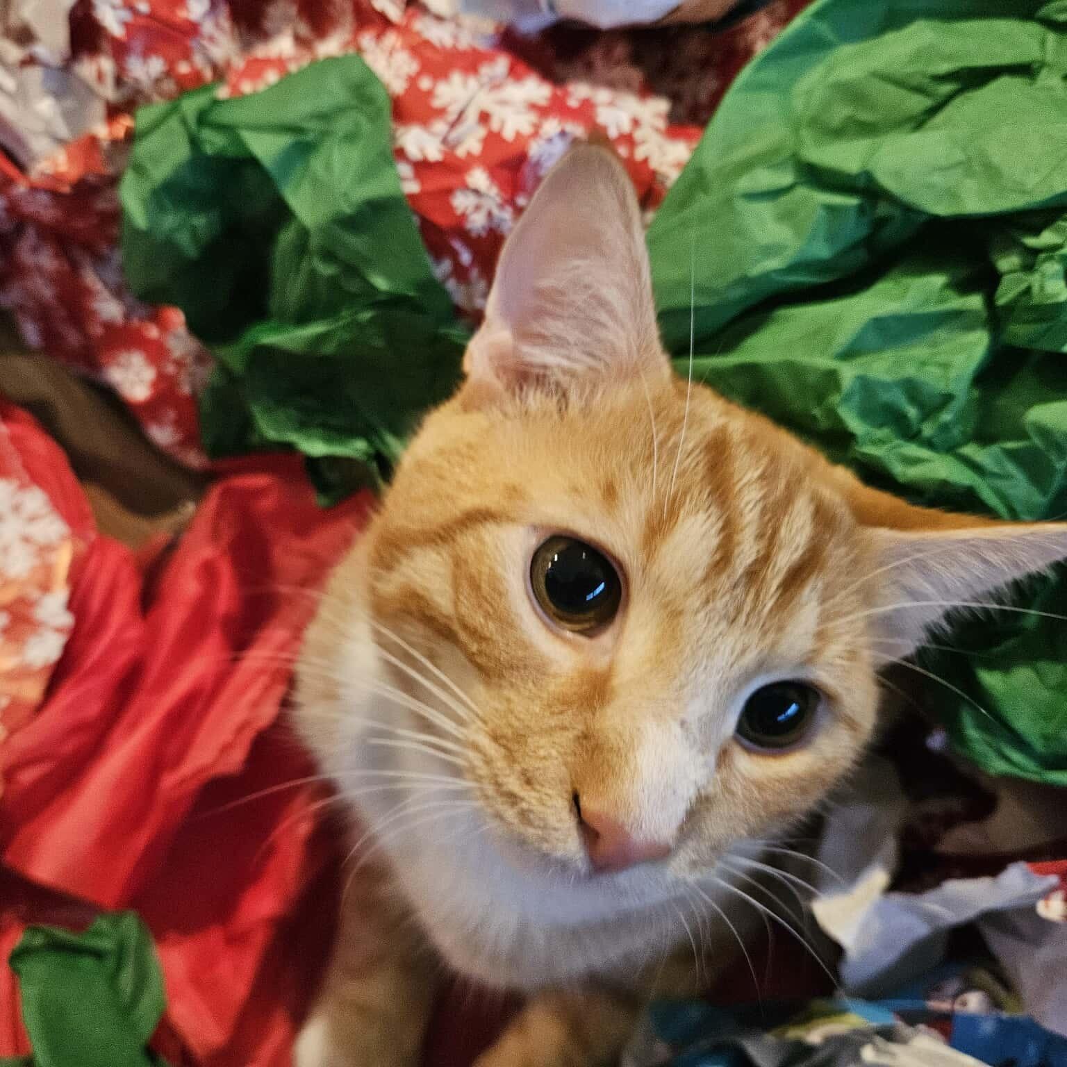 Cheeto, ADOPTABLE, Adult Male Domestic Short Hair.