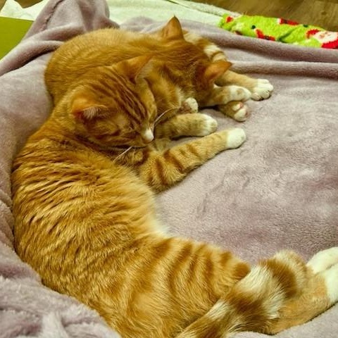 Cheeto — thumbnail 3