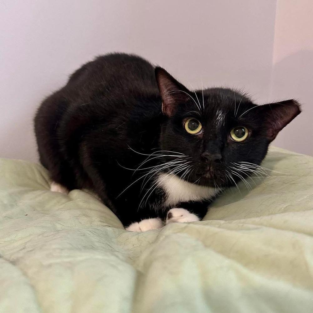 Marley, a Adoptable Domestic Short Hair in Raleigh, NC image 2/6