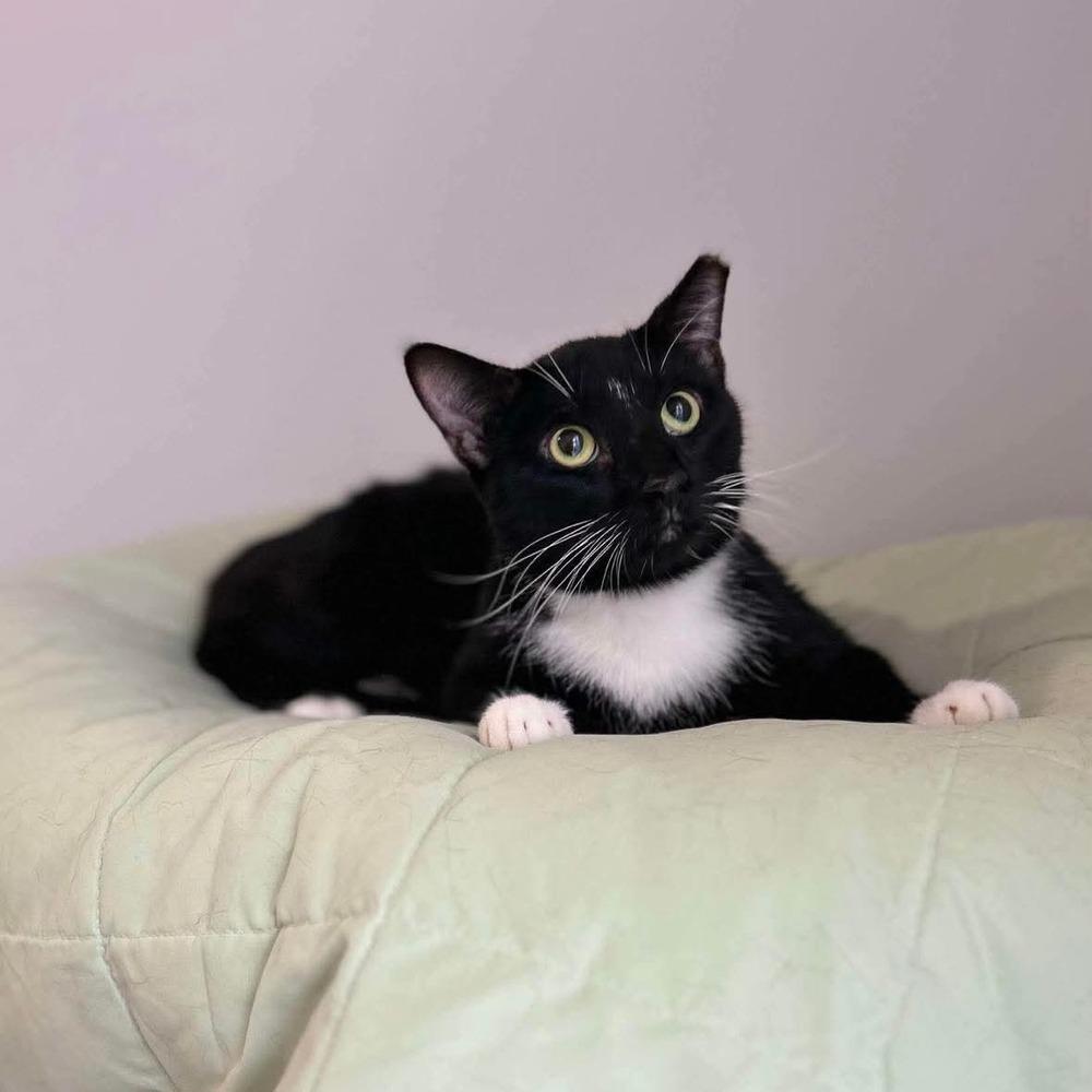 Marley, a Adoptable Domestic Short Hair in Raleigh, NC image 3/6