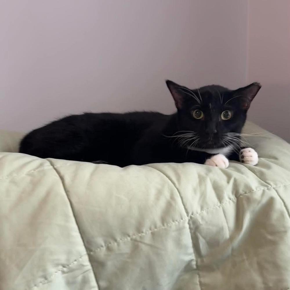 Marley, a Adoptable Domestic Short Hair in Raleigh, NC image 4/6