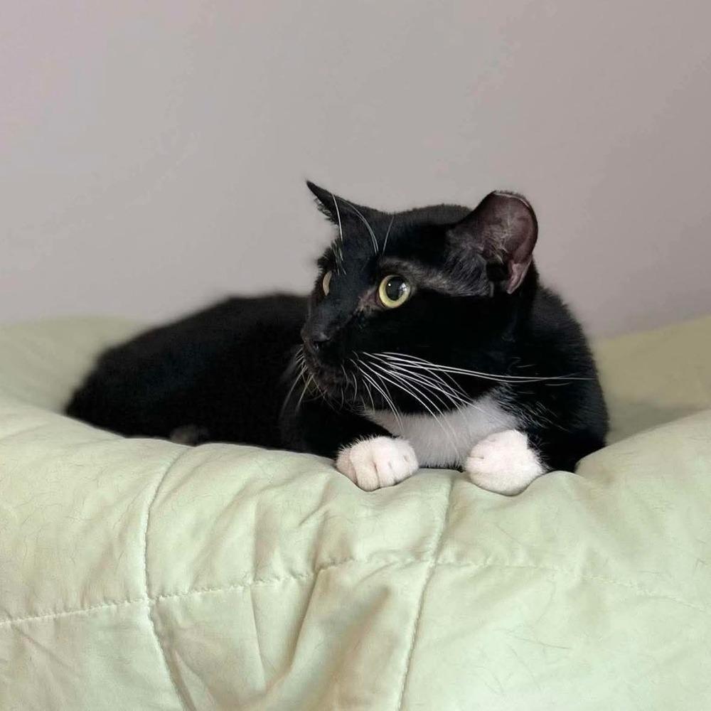 Marley, a Adoptable Domestic Short Hair in Raleigh, NC image 5/6