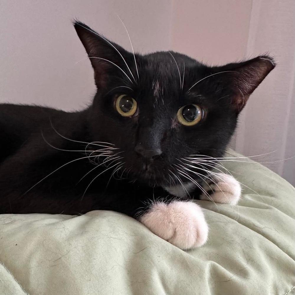 Marley, a Adoptable Domestic Short Hair in Raleigh, NC image 6/6