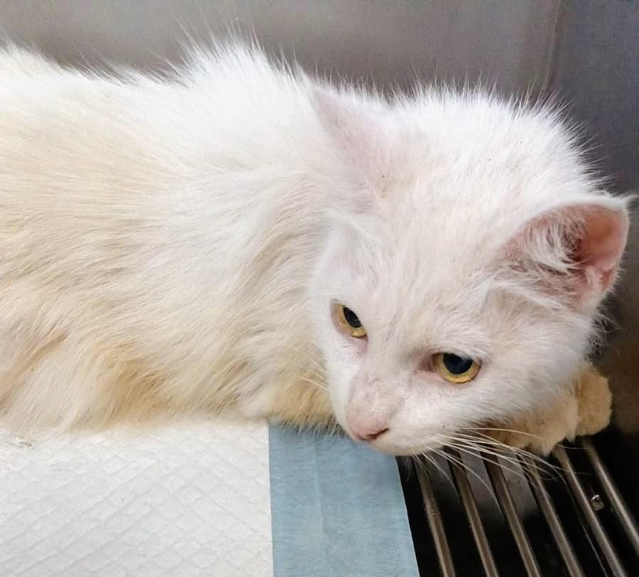 Enlarge Nieve, a Adopted Turkish Angora in Corral del Risco, NAY image 1/6
