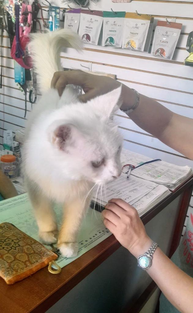 Enlarge Nieve, a Adopted Turkish Angora in Corral del Risco, NAY image 2/6