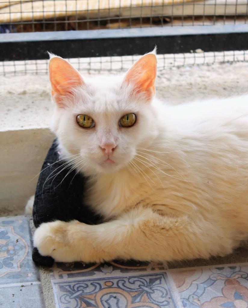 Enlarge Nieve, a Adopted Turkish Angora in Corral del Risco, NAY image 3/6