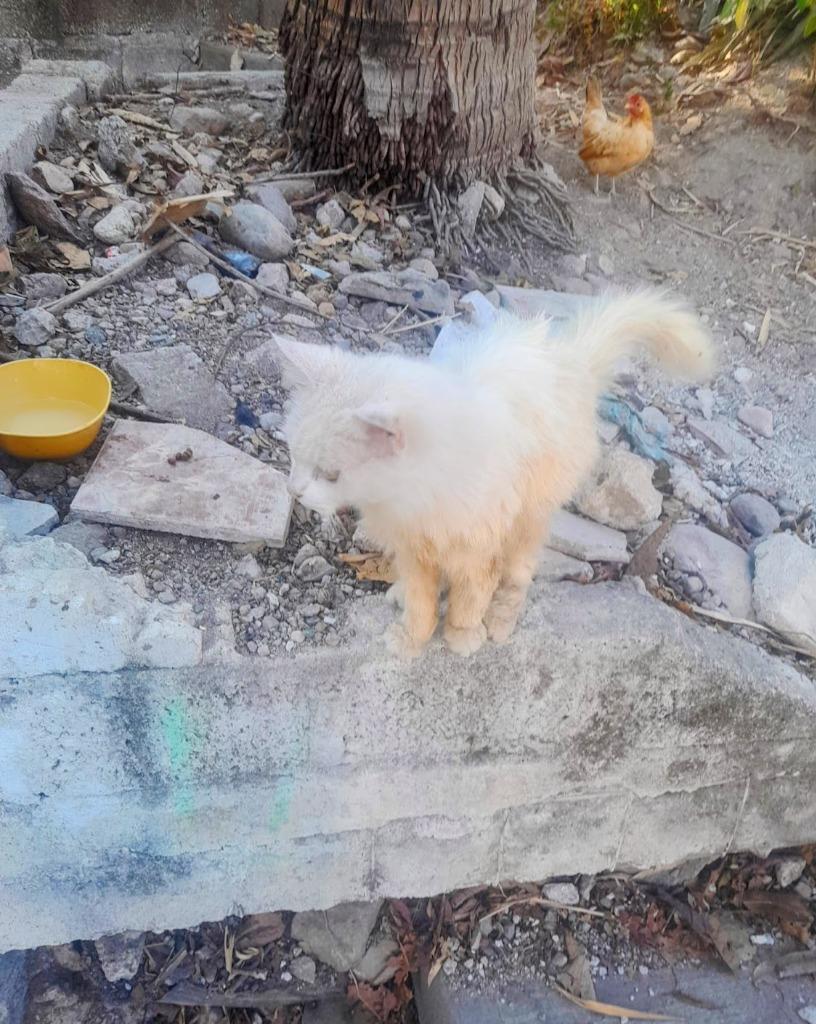 Enlarge Nieve, a Adopted Turkish Angora in Corral del Risco, NAY image 4/6