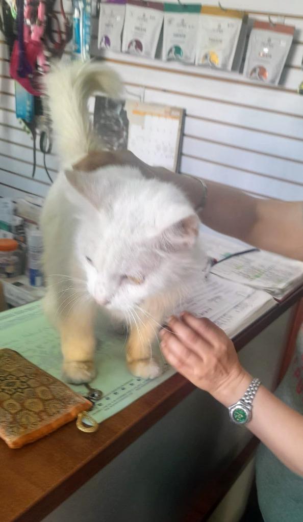 Enlarge Nieve, a Adopted Turkish Angora in Corral del Risco, NAY image 5/6