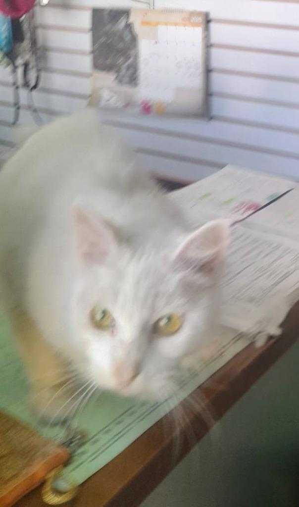 Enlarge Nieve, a Adopted Turkish Angora in Corral del Risco, NAY image 6/6