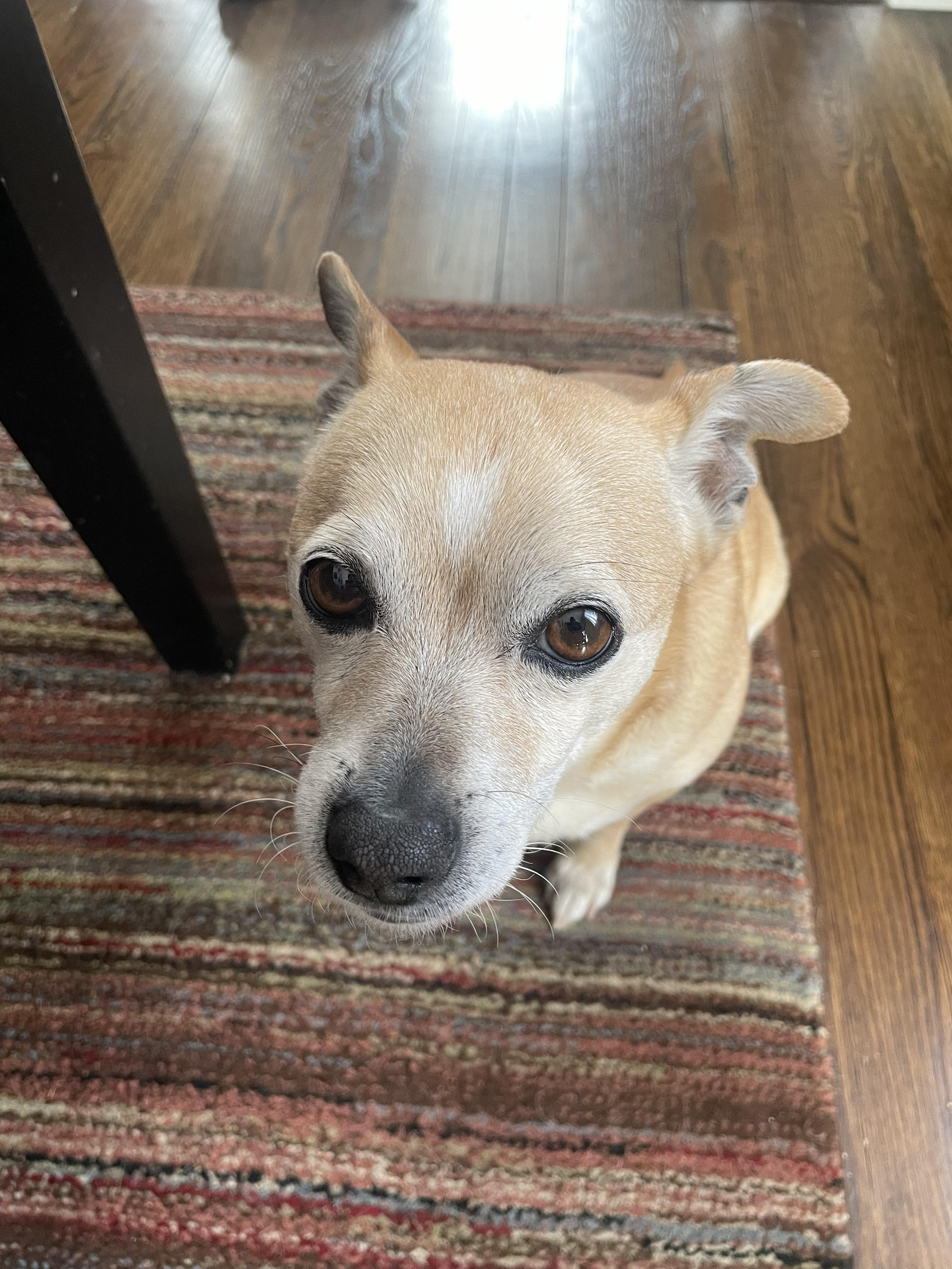 Pewee, adopted, Senior Male Chihuahua.