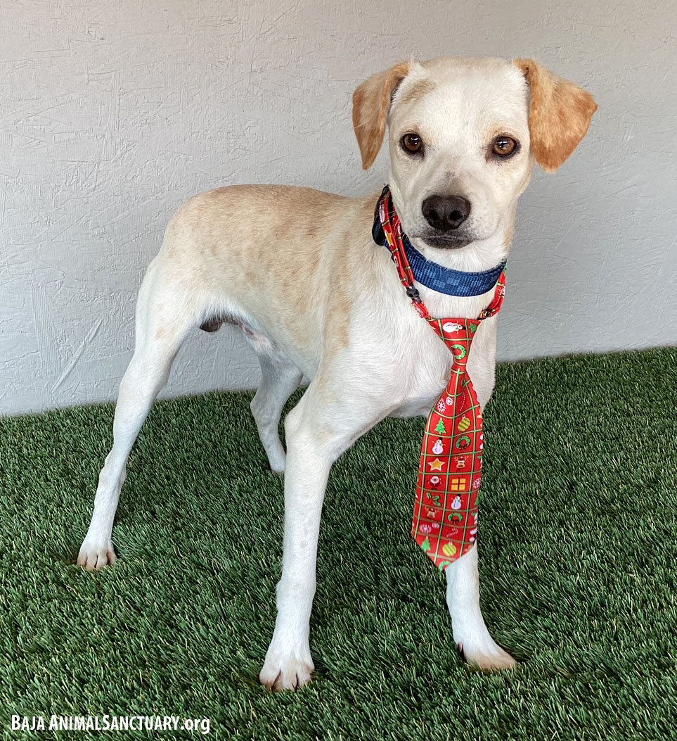 Enlarge Marty, a Adoptable mixed breed in San Diego, CA image 2/3