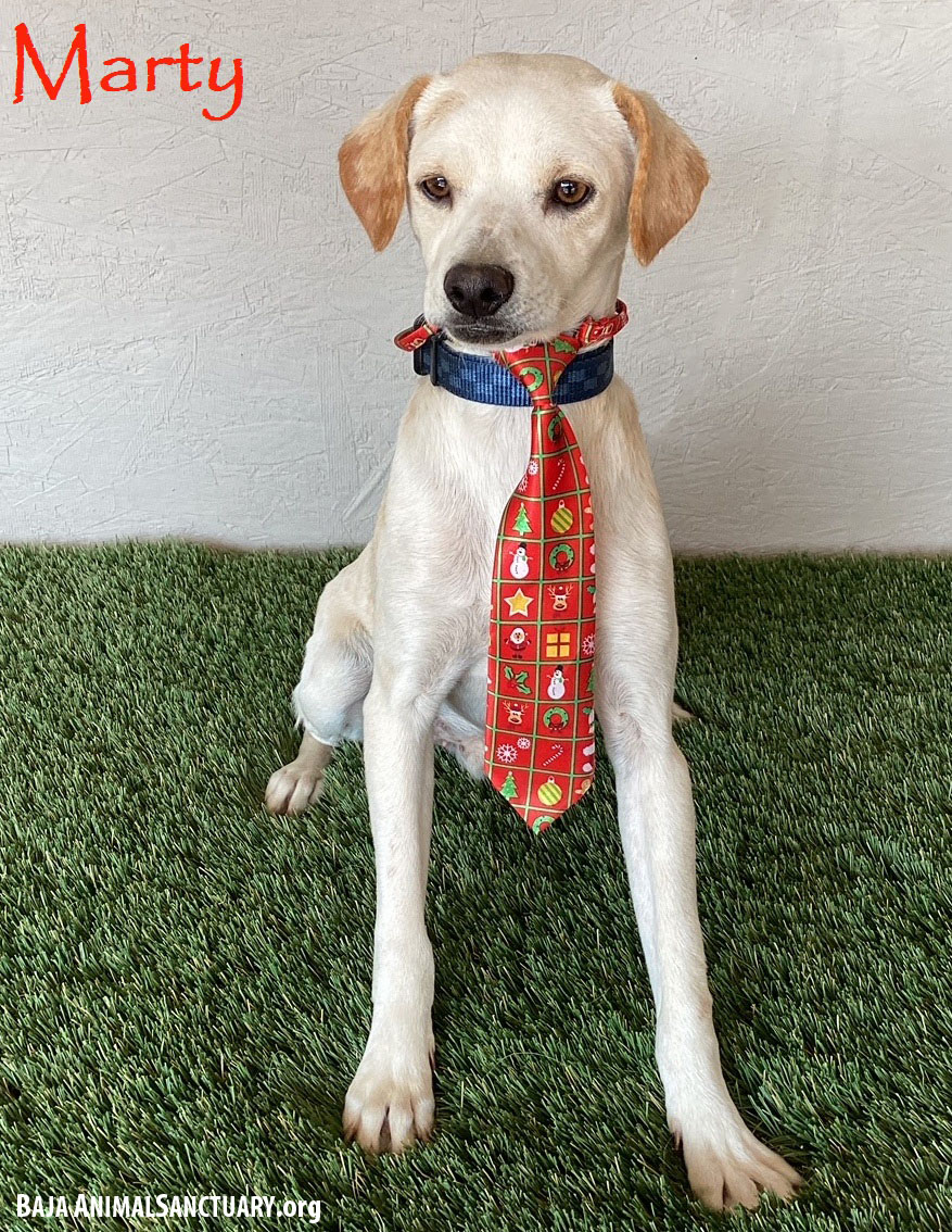 Marty, Adoptable, Young Male Whippet & Beagle.