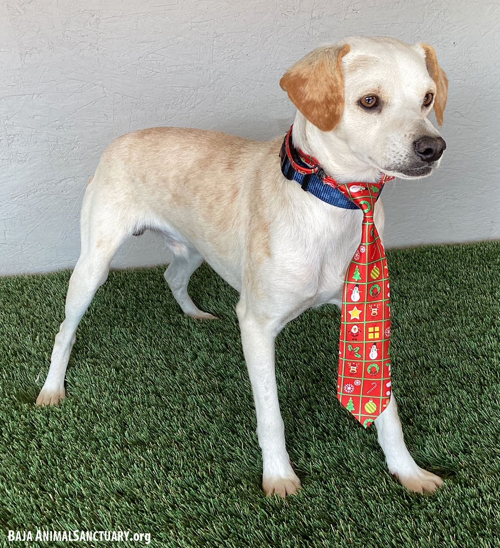 Enlarge Marty, a Adoptable mixed breed in San Diego, CA image 3/3
