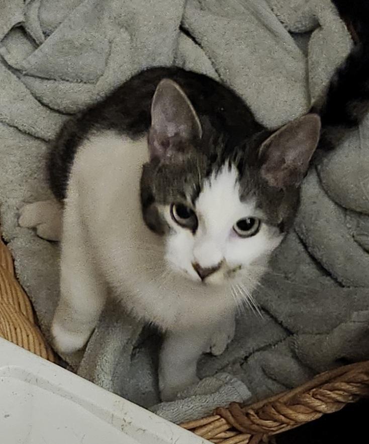 Enlarge Shore, a Adoptable Domestic Short Hair in Kenhorst, PA image 4/6