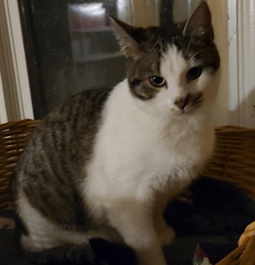 Enlarge Shore, a Adoptable Domestic Short Hair in Kenhorst, PA image 1/6