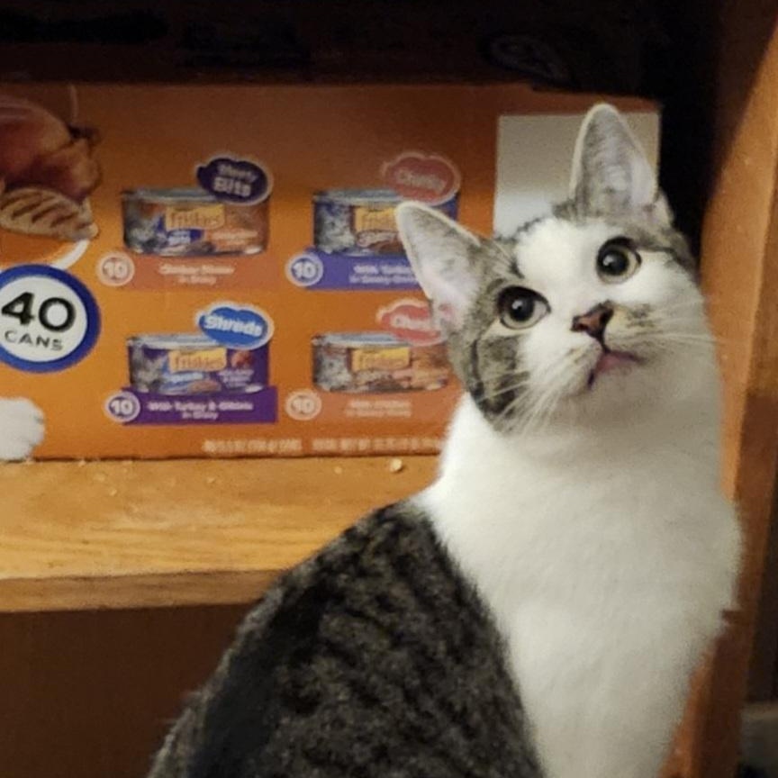 Enlarge Shore, a Adoptable Domestic Short Hair in Kenhorst, PA image 2/6