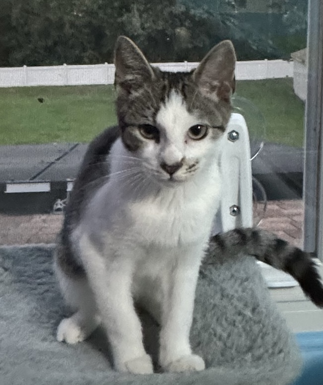 Enlarge Shore, a Adoptable Domestic Short Hair in Kenhorst, PA image 3/6