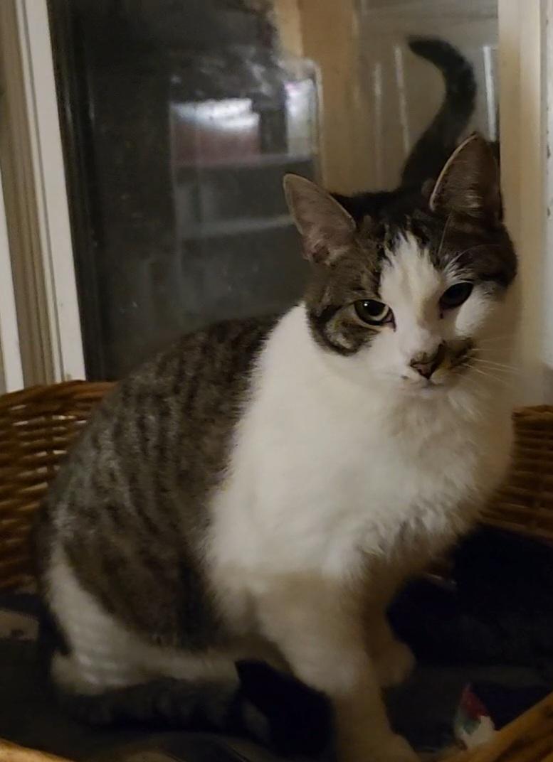 Enlarge Shore, a Adoptable Domestic Short Hair in Kenhorst, PA image 6/6