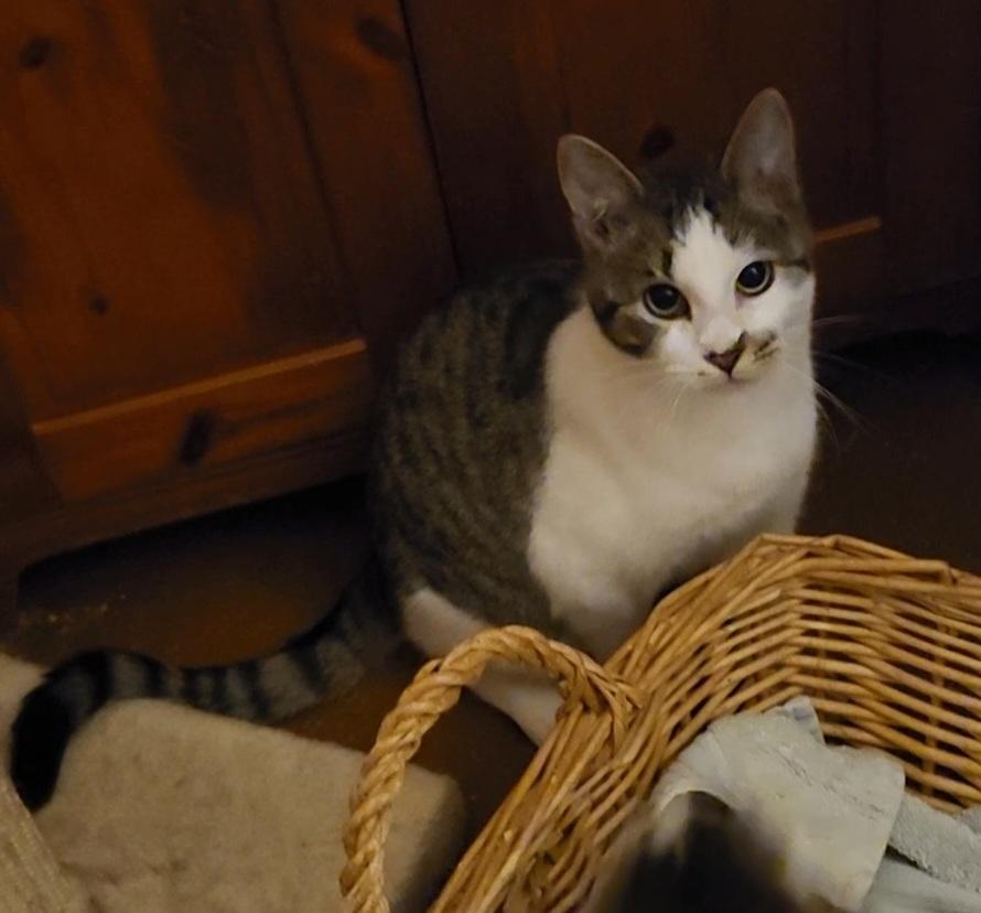 Enlarge Shore, a Adoptable Domestic Short Hair in Kenhorst, PA image 5/6